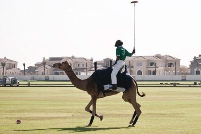 Two years of training has helped eight riders at the Dubai Polo and Equestrian Club to get camel polo down to a fine art.