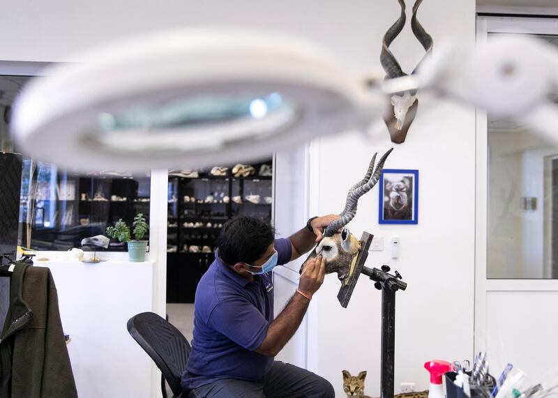 DUBAI, UNITED ARAB EMIRATES. 15 DECEMBER 2020. 

Taxidermy demartment in the Central Veterinary Research Laboratory in Nad Al Sheba.
(Photo: Reem Mohammed/The National)

Reporter:
Section: