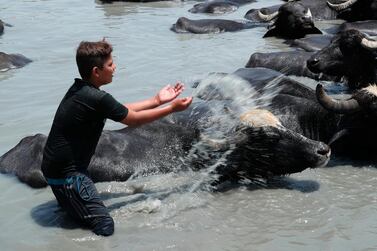 Saadoun Abdel Rahman cools off his cattle to beat the heat in the Diyala waterway outside Baghdad Iraq, Saturday, June 15, 2019. The animals are bathed daily to help keep them free of diseases and to protect them from the heat. (AP Photo/Hadi Mizban)