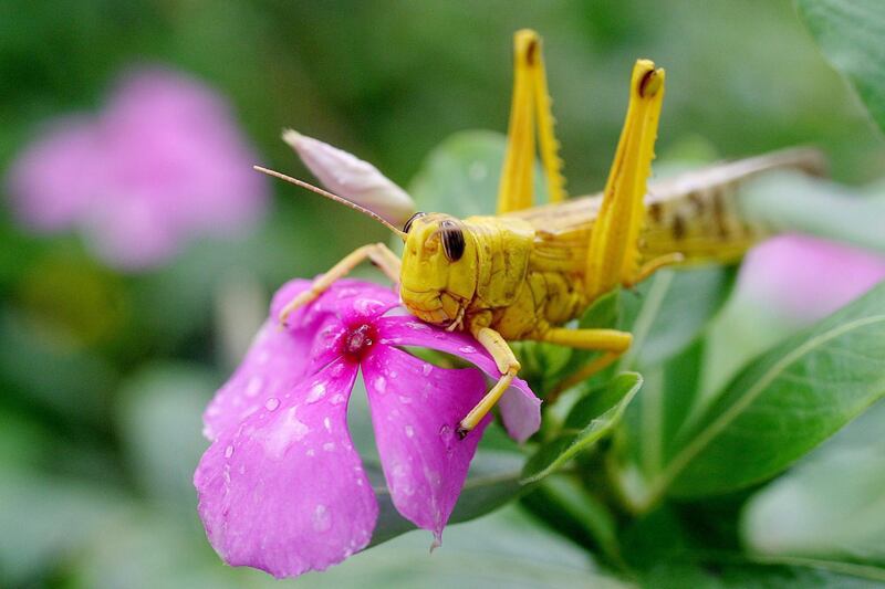 epa08414334 A  wet Yellow desert Locust rests on a flower after heavy rain storms forced many swarms of Locusts to the ground in Dakar, Senegal Tuesday 31 August 2004 (re-issued 11 May 2020). Color Yellow is associated with the more pleasant things in life, yellow kindles joy and happiness. Most prominently recognized as a cheerful and lively hue, yellow inspires positivity. The color also stimulates the left side of the brain, which promotes logical thinking. It encourages us to hone in and make informed decisions.  EPA/NIC BOTHMA  ATTENTION: This Image is part of a PHOTO SET *** Local Caption *** 00266064