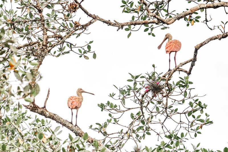 Runner Up, Mangroves & Wildlife, Priscila Forone, Brazil. Photo: Priscila Forone / Mangrove Photography Awards