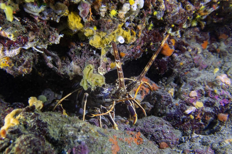 A spiny lobster (Palinurus elephas) at the Frioul islands in southern France. AFP