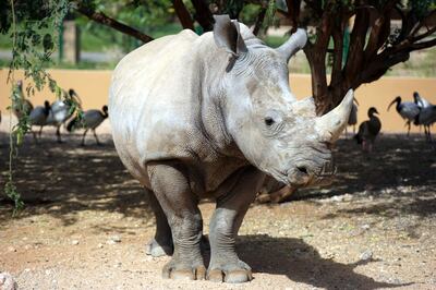 Al Ain, UAE - April 6, 208 - Five white rhinos have been introduced to Al Ain Zoo. Al Ain Zoo engages in wildlife conservation of endangered species. (Nicole Hill / The National)