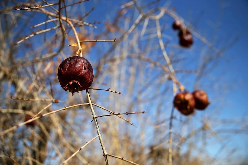 Rotting pomegranates hang from a tree in an orchard in Firebaugh, California. US Bureau of Reclamation officials have announced that they will not be providing Central Valley farmers with any water from the federally run system of reservoirs and canals. Justin Sullivan / Getty Images / AFP