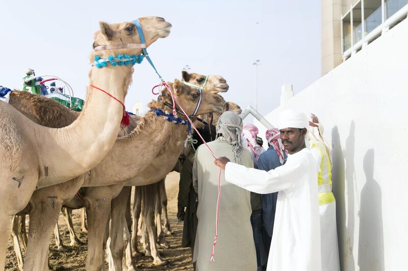 DUBAI, UNITED ARAB EMIRATES - Feb 15, 2018.

Camels behind the racetrack of Al Marmoum.

The fastest camels in the Gulf will compete for cash, swords, rifles and luxury vehicles totalling Dh95 million at the first annual Sheikh Hamdan Bin Mohammed Bin Rashid Al Maktoum Camel Race Festival in Dubai.


(Photo: Reem Mohammed/ The National)

Reporter:
Section: NA