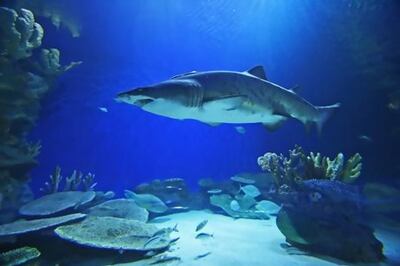 Visitors can learn about sand tiger sharks and other shark species at the Dubai Aquarium and Underwater Zoo at Dubai Mall. Photo: Dubai Aquarium and Underwater Zoo