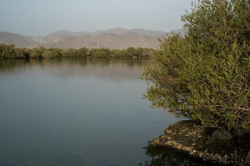 Kingfisher lodge is surrounded by mangroves. Sharjah Collection By Mantis