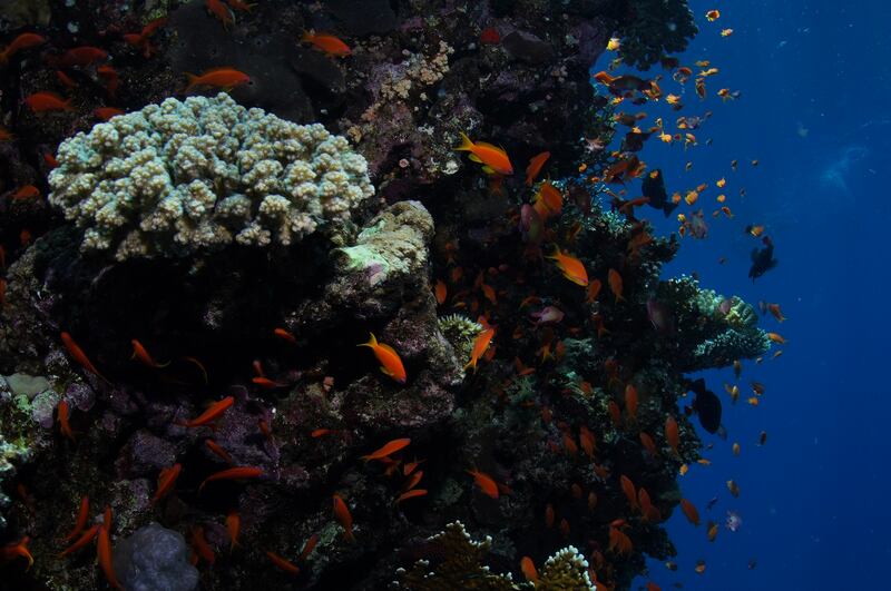 Scientists warn that if the planet warms by more than 1.5°C, the world will lose at least 70 per cent of its coral reefs. Photo: Steve Benjamin/Lewis Pugh Foundation
