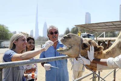 DUBAI , UNITED ARAB EMIRATES , MARCH 15  – 2017 :-  Left to Right – Dr Marina Rodriguez , Dr Sunitha Joseph and  Ulrich Wernery , scientific director of the Central Veterinary Research Laboratory taking samples from camel at the Central Veterinary Research Laboratory in Dubai. ( Pawan Singh / The National ) For News. Story by Daniel Bardsley