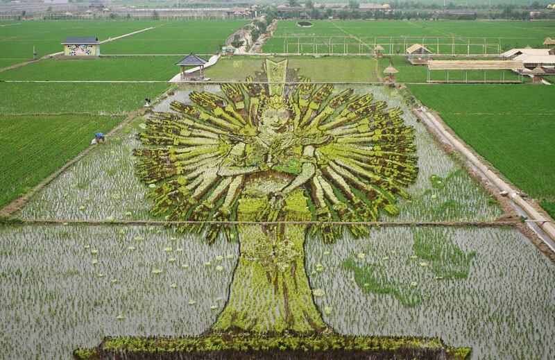 An image of a "thousand-hand Bodhisattva" created using different varieties of rice in a paddy field in Shenyang in China's northeast Liaoning province. AFP