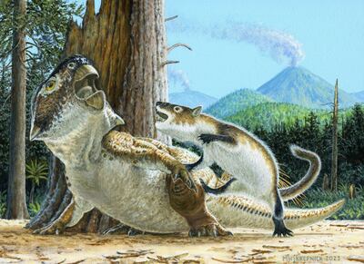 A reconstruction of the dinosaur being attacked by the mammal 125 million years ago. 