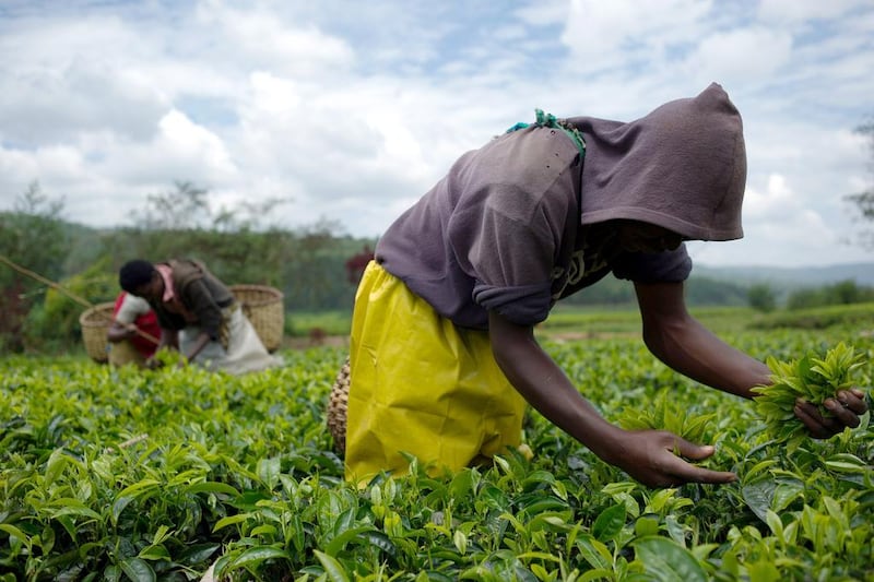Labourers picking tea leaves in the plantations of Sorwathe Tea in the Cyohoha district. Over 90 per cent of the national production is exported. Phil Moore / AFP