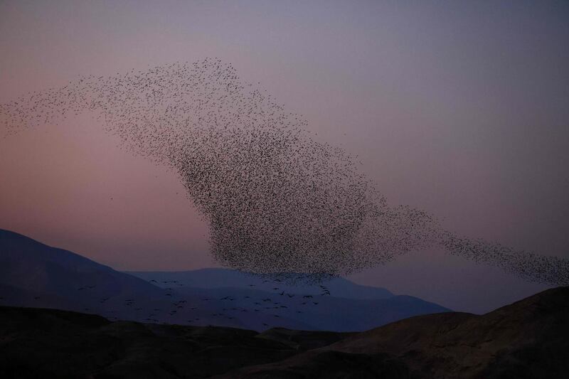A murmuration of starlings flock above the Jordan valley in the West Bank.   AFP