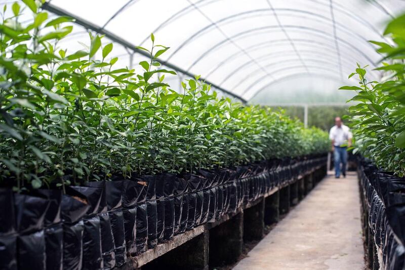 View of lemon plant to be implanted in orange plants in Rio Real. Yasuyoshi Chiba / AFP