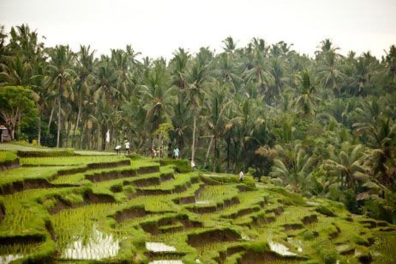 Rice terraces in Bali, Indonesia. Photo: Soulshine Bali