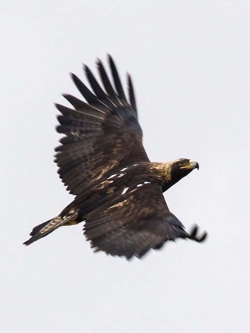The imperial eagle. Photo: Korsh Ararat