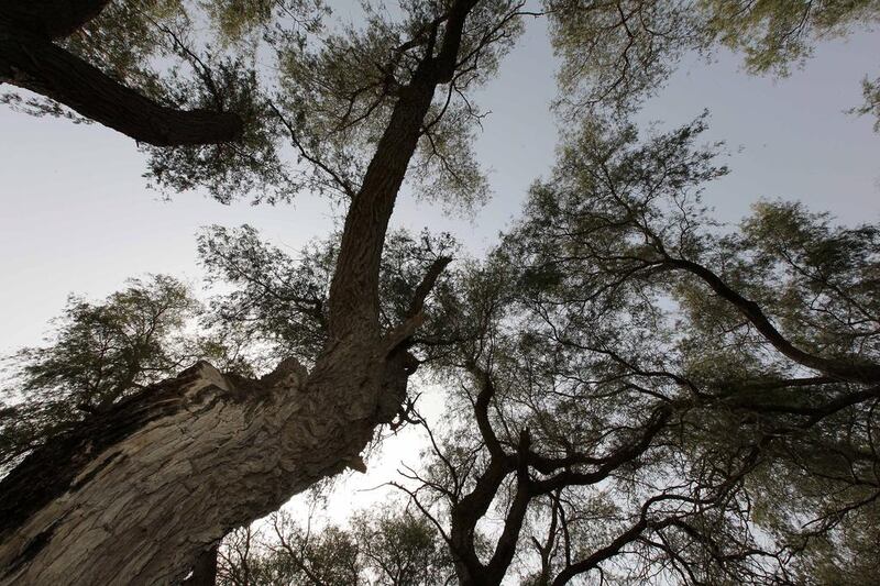 Ghaf trees, seen here in Dubai’s Mushrif Park, are evergreen, drought-tolerant and can thrive in desert climes – and are widely regarded as the national tree of the UAE. Pawan Singh / The National