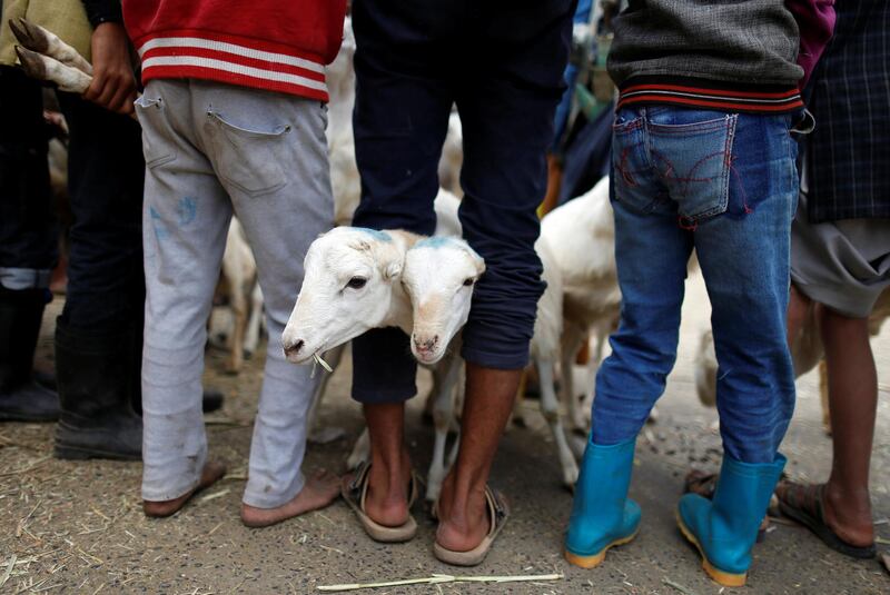 Goats are pictured as their prices are negotiated by vendors and buyers in Sanaa, Yemen. Reuters