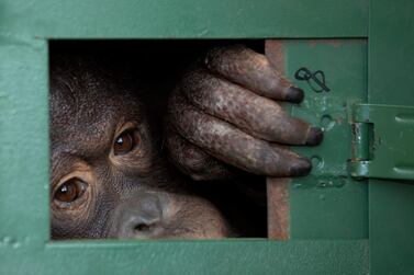 Cola, a 10-year-old female orangutan, waits in a cage to be sent back to Indonesia at the Suvarnabhumi Airport in Thailand. AP Photo