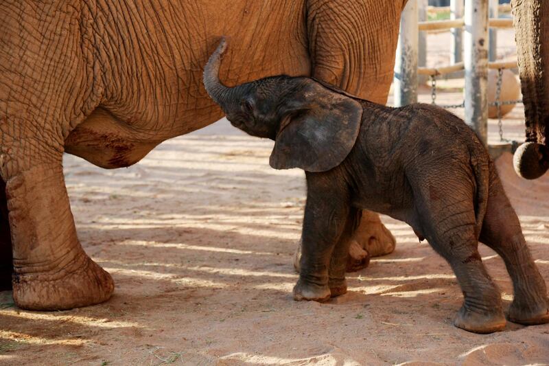 A newborn elephant stands with her mother Semba , in their enclosure at the Reid Park Zoo in Tucson, Arizona. AP