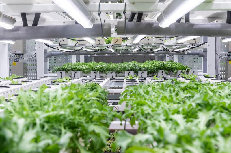 Inside Hygrow's vertical farm.

