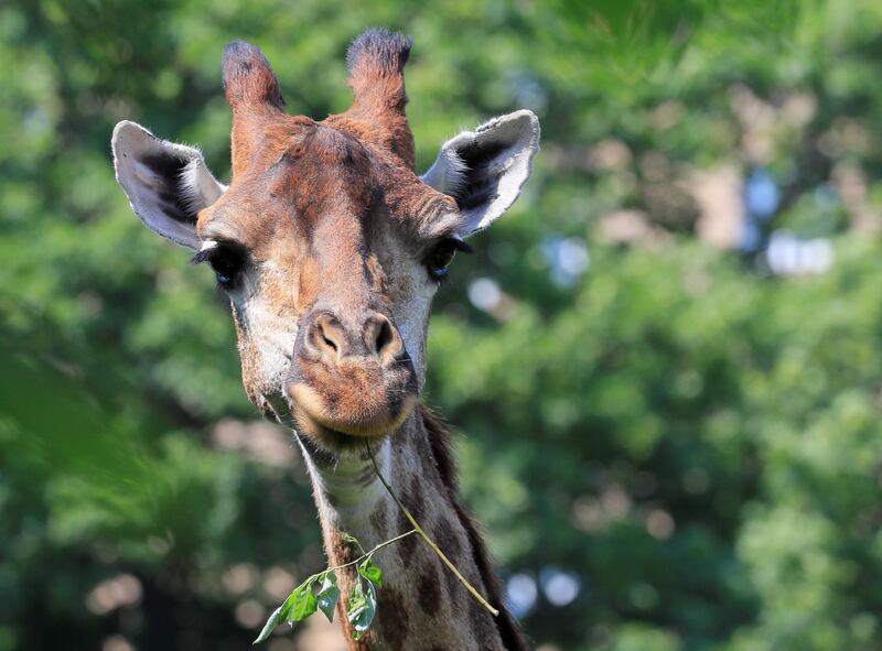 A giraffe eats inside an enclosure at the Moscow Zoo in Russia. Reuters