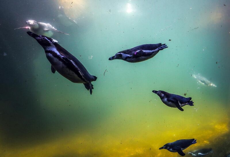 Humboldt penguins frolick at the newly opened outdoor enclosure in the Zoo of Frankfurt Main, Germany.  EPA