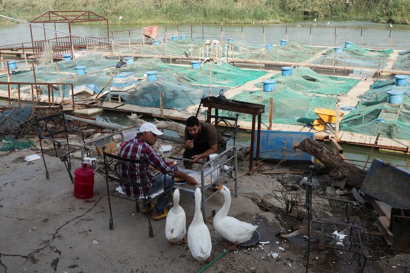 Workers feed ducks during their break near a fish-farming pond on the Euphrates river in Najaf