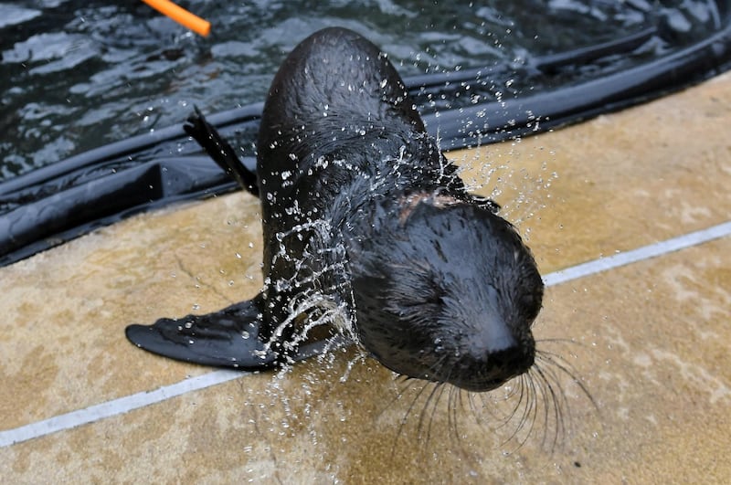 A two-months old seal female (Arctocephalus pusillus) in her enclosure in Wroclaw Zoo in Wroclaw, Poland.  EPA