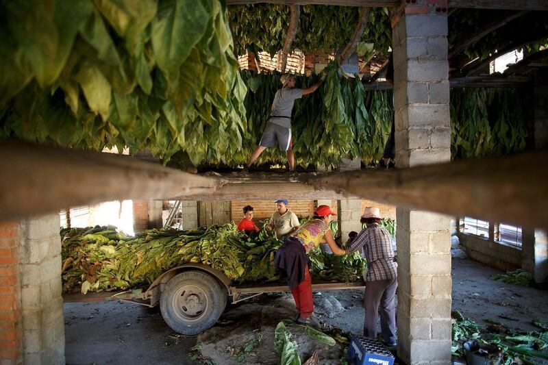 Workers prepare dark tobacco plants to be hanged at a traditional tobacco drying warehouse during the tobacco harvest. Pablo Blazquez Dominguez / Getty Images
