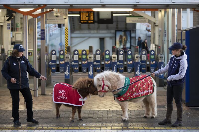 Official mascot Bonny the Shetland pony, along with friend Teddy, arrive ahead of The London International Horse Show, England. Getty Images