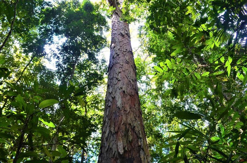 The biggest Dinizia excelsa tree, known in Brazil as Angelim vermelho, is found in the Paru State Forest in the Amazon basin. AFP