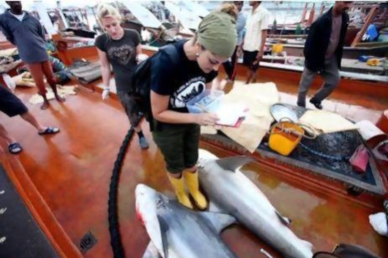 Rima Jabado has been cataloguing shark species in the Emirates’ waters for the past two years.