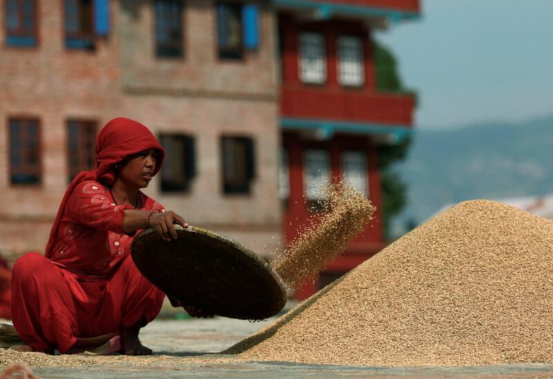 A farmer collects paddy rice grains after drying them in the sun, after the harvest in Bhaktapur, Nepal October 13. Navesh Chitrakar / Reuters