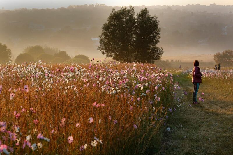 Cosmos flowers are seen as the sun rises over Delta Park in Johannesburg, South Africa.  Kim Ludbrook / EPA