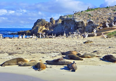 Rare sea lions at Shoalwater Islands Marine Park. Photo: Ronan O’Connell