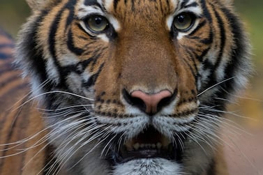 Nadia, a 4-year-old female Malayan tiger at the Bronx Zoo has tested positive for coronavirus disease. Reuters
