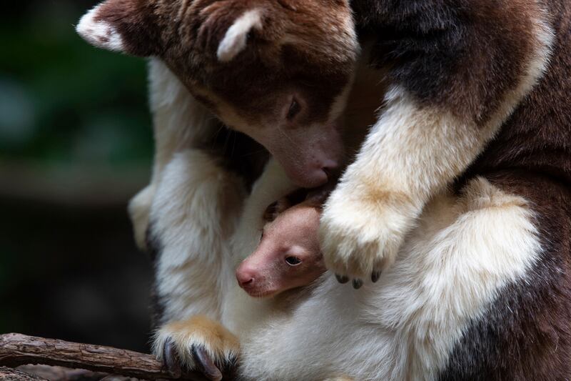 A Matschie's tree kangaroo emerges from its mother's pouch, Monday, April 18, 2022, at the Bronx Zoo in New York.  The joey is the first of its species born at the zoo since 2008.  (Julie Larsen Maher / Bronx Zoo via AP)