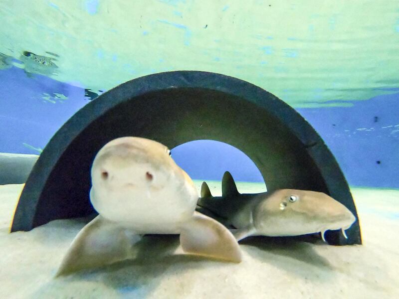 Arabian Carpetsharks swim in one of the back of house salt water tanks in Atlantis, The Palms, back of house facility where the hotel foster aqualic life born in the property's exhibit aqaurium on May 23rd, 2021. 
Antonie Robertson / The National.
Reporter: Nicholas Webster for National.