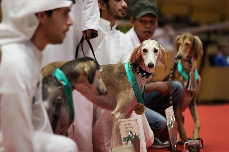Thahab, centre, was voted Best of Show saluki in last year’s Adihex. This year’s contest will be just as exciting. Delores Johnson / The National