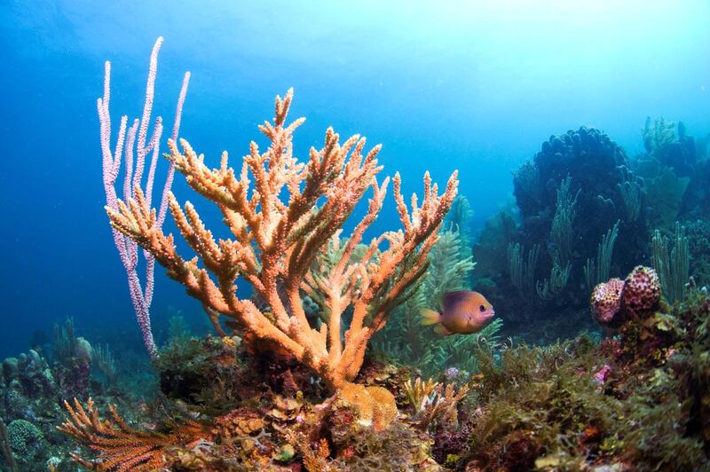 Staghorn Coral (Acropora cervicornis) with Damselfish on the coral reef in Cordelia Bank. Roatan, Bay Islands, Honduras, Central America.