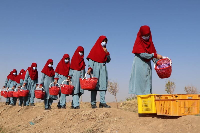 They carry baskets of flowers in a field on the outskirts of Herat province.