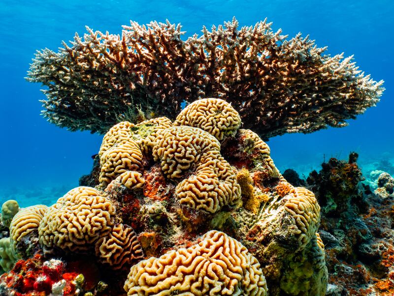 Academics at Israel's Interuniversity Institute for Marine Scientists are trying to understand the biological capacity of these corals that allows them to thrive at higher temperatures. 