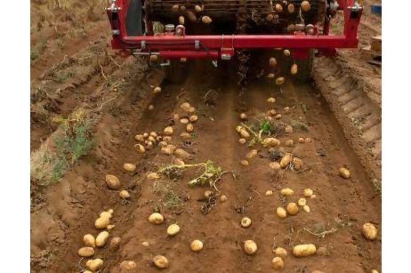 A reader supports UAE potato farmers' efforts to produce for the local market. Silvia Razgova / The National