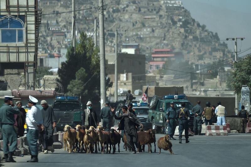 A shepherd leads his flock to safety during  clashes between Afghan security forces and militants near the Eid Gah Mosque in Kabul. AFP