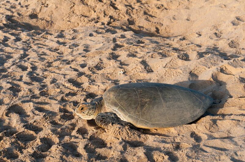 Green turtle, Ras Al Jinz, Oman. (Photo by: SharpShooters/VW Pics/Universal Images Group via Getty Images)