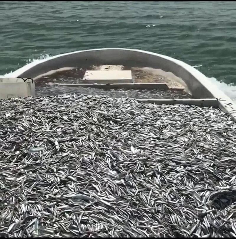 Thousands of small sardines were found dead on Al Rams beach in Ras Al Khaimah. Courtesy: Humaid Al Zaabi