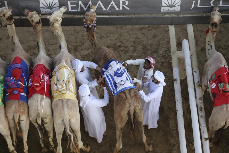 Camel keepers make final preparation of their camels before the start point of a race.