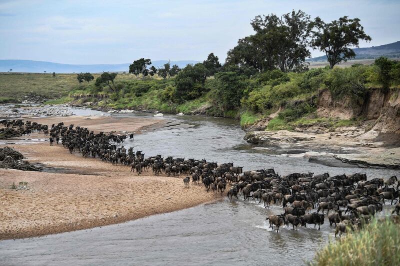 Wildebeests run across a sandy riverbed of the Sand River as they arrive into Kenya's Maasai Mara National Reserve from Tanzania's Serengeti National Park during the start of the annual migration. AFP