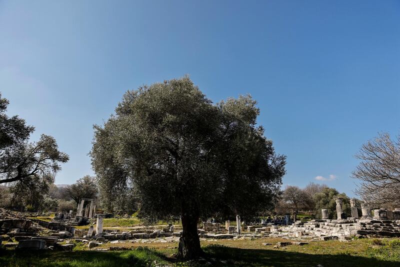 An olive tree stands near the temple of Hecate in the ancient town of Lagina, near Turgut village, at Yatagan, in Mugla province, Turkey. Reuters